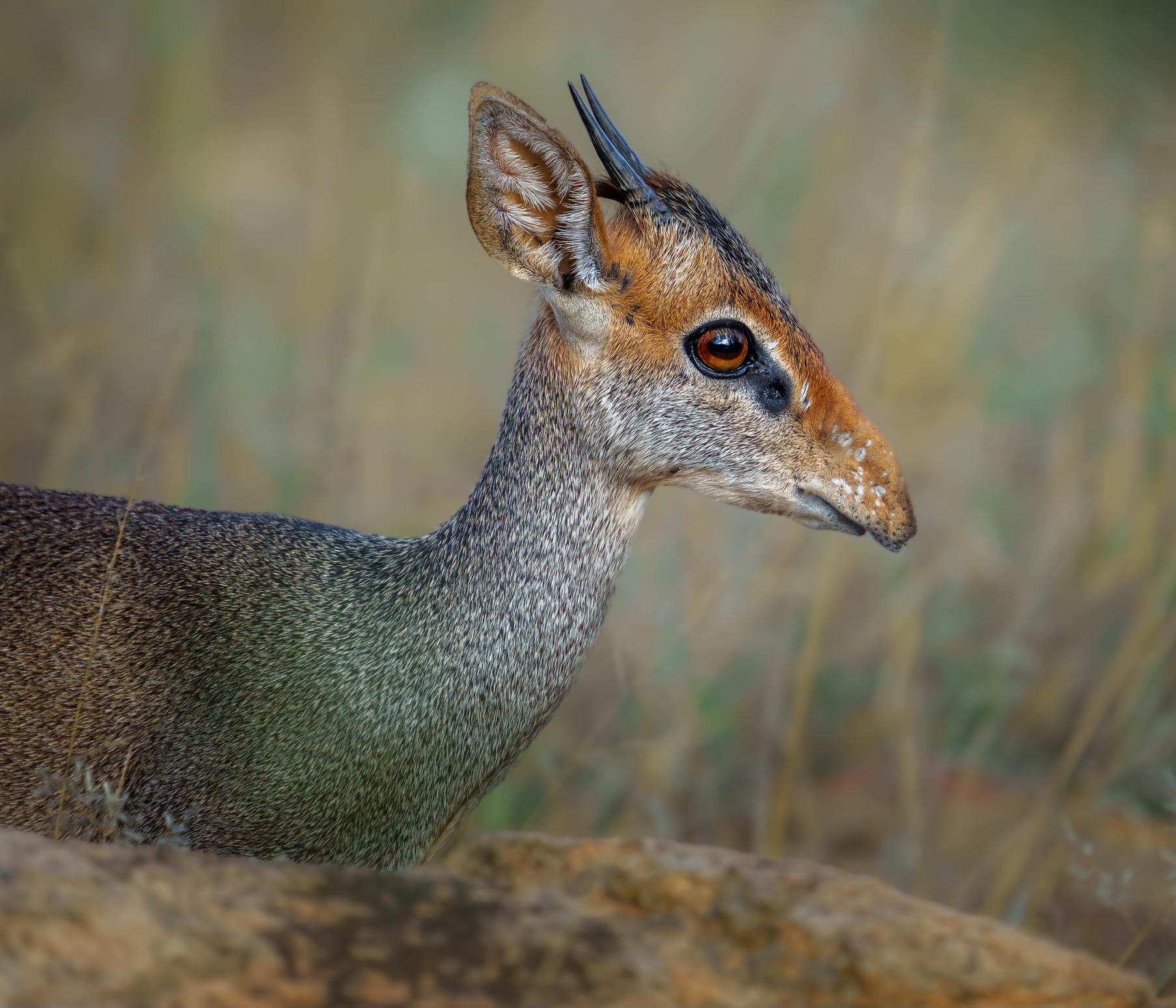 Günther's dik-dik